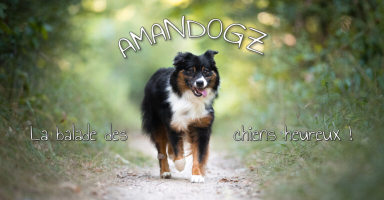 Amandogz Header Kelly 2